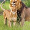 Lion And Lioness Couple Paint by numbers