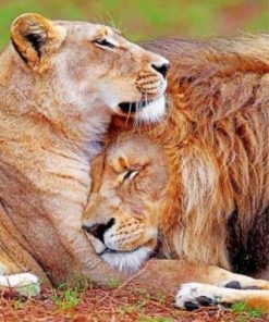 Lion And Lioness Love Paint by numbers