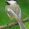 Little Chickadee Bird Paint by numbers