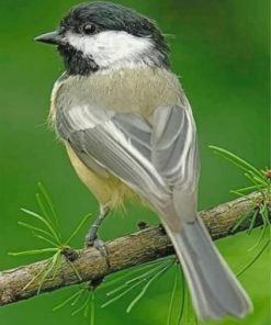 Little Chickadee Bird Paint by numbers