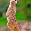 Meerkat Animal Paint by numbers