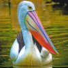 Pelican Bird Paint by numbers