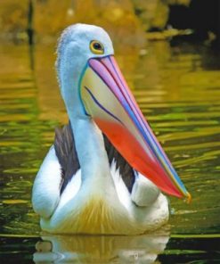 Pelican Bird Paint by numbers