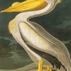 White Pelican Bird Paint by numbers