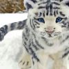 White Baby Tiger Paint by numbers
