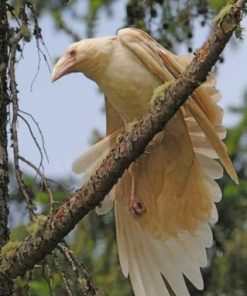 White Ravens Paint by numbers