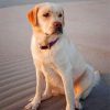 Yellow Lab Paint by numbers