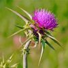 Scottish Thistle paint by numbers
