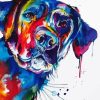 Colorful Labrador Dog Animal paint by numbers