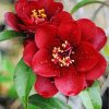 Aesthetic Red Camellia paint by numbers