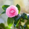 Pink Camellia paint by numbers