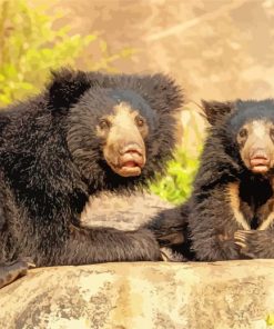 Sloth Bears paint by numbe