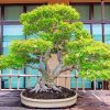 Bonsai Tree paint by number