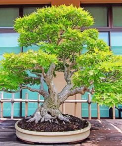 Bonsai Tree paint by number