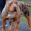 American Bully Paint By Numbers