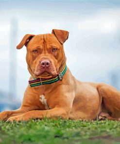 Brown American Bully Paint By Numbers