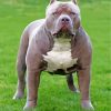 Grey American Bully Paint By Numbers