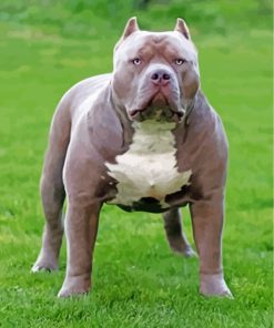 Grey American Bully Paint By Numbers