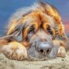 Close Up Leonberger paint by numbers