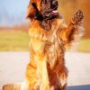 Leonberger Dog Animal paint by numbers