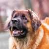 Leonberger Dog paint by numbers