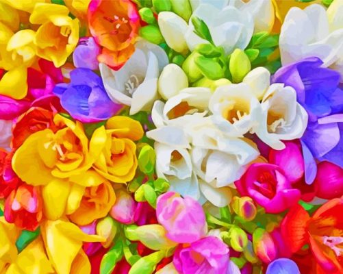 Colorful Freesias  paint by number