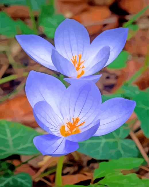 Beautiful Crocus paint by number