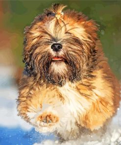 Lhasa Apso paint by numbers