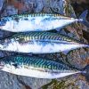 Mackerel Fish paint by numbers