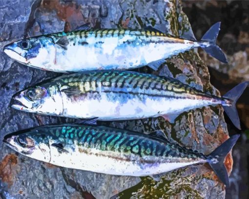 Mackerel Fish paint by numbers