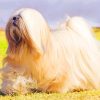 Aesthetic Lhasa Apso Dog paint by numbers