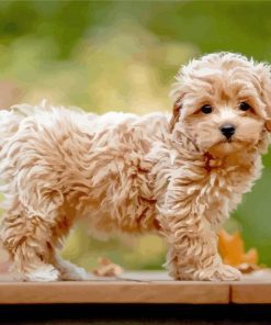 Maltipoo paint by numbers