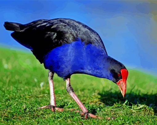 Aesthetic Pukeko Paint By Numbers