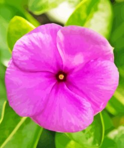 Pink Periwinkle Flower Paint By Numbers