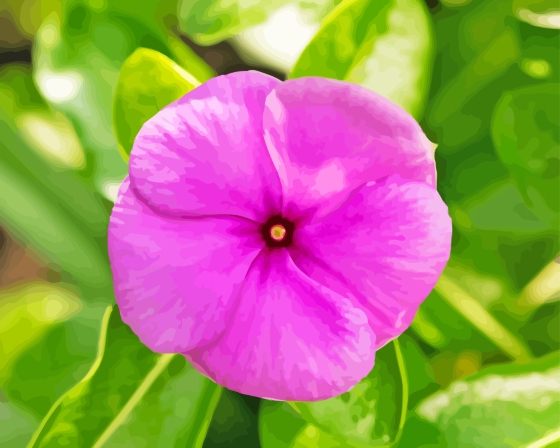 Pink Periwinkle Flower Paint By Numbers