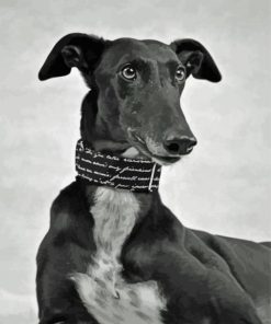 Monochrome Black Lurcher Paint By Numbers