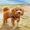 Poochon Dog Animal Paint By Numbers