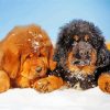 Tibetan Mastiff Dogs Paint By Numbers