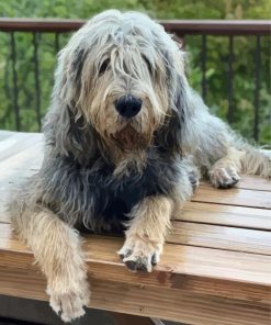 Otterhound Dog paint By Numbers