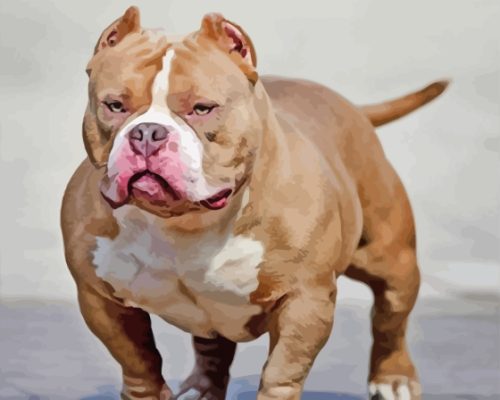 Strong American Bully Paint By Numbers