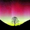 Aurora Sycamore Gap Paint By Numbers
