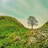 Cool Sycamore Gap Paint By Numbers