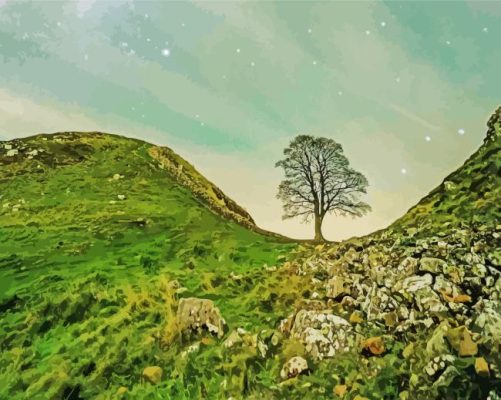 Cool Sycamore Gap Paint By Numbers 