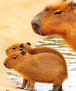 Cute Capybara Paint By Numbers