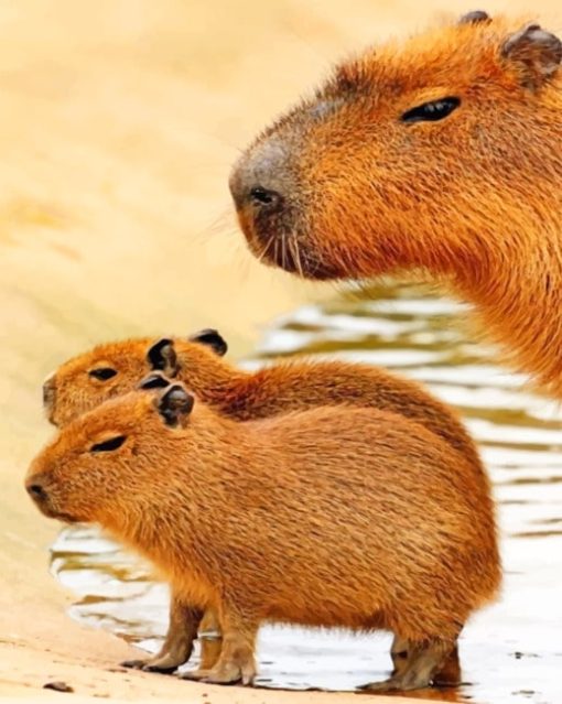 Cute Capybara Paint By Numbers