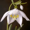 White Galanthus Flowers Paint By Numbers