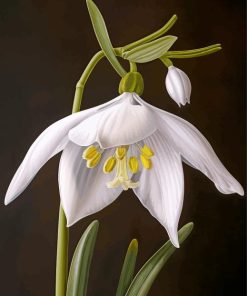 White Galanthus Flowers Paint By Numbers