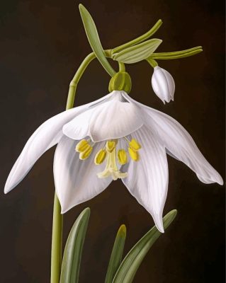 White Galanthus Flowers Paint By Numbers 