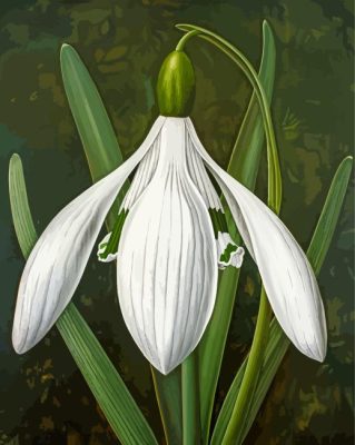 White Galanthus Paint By Numbers