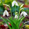 Galanthus Flowers Paint By Numbers